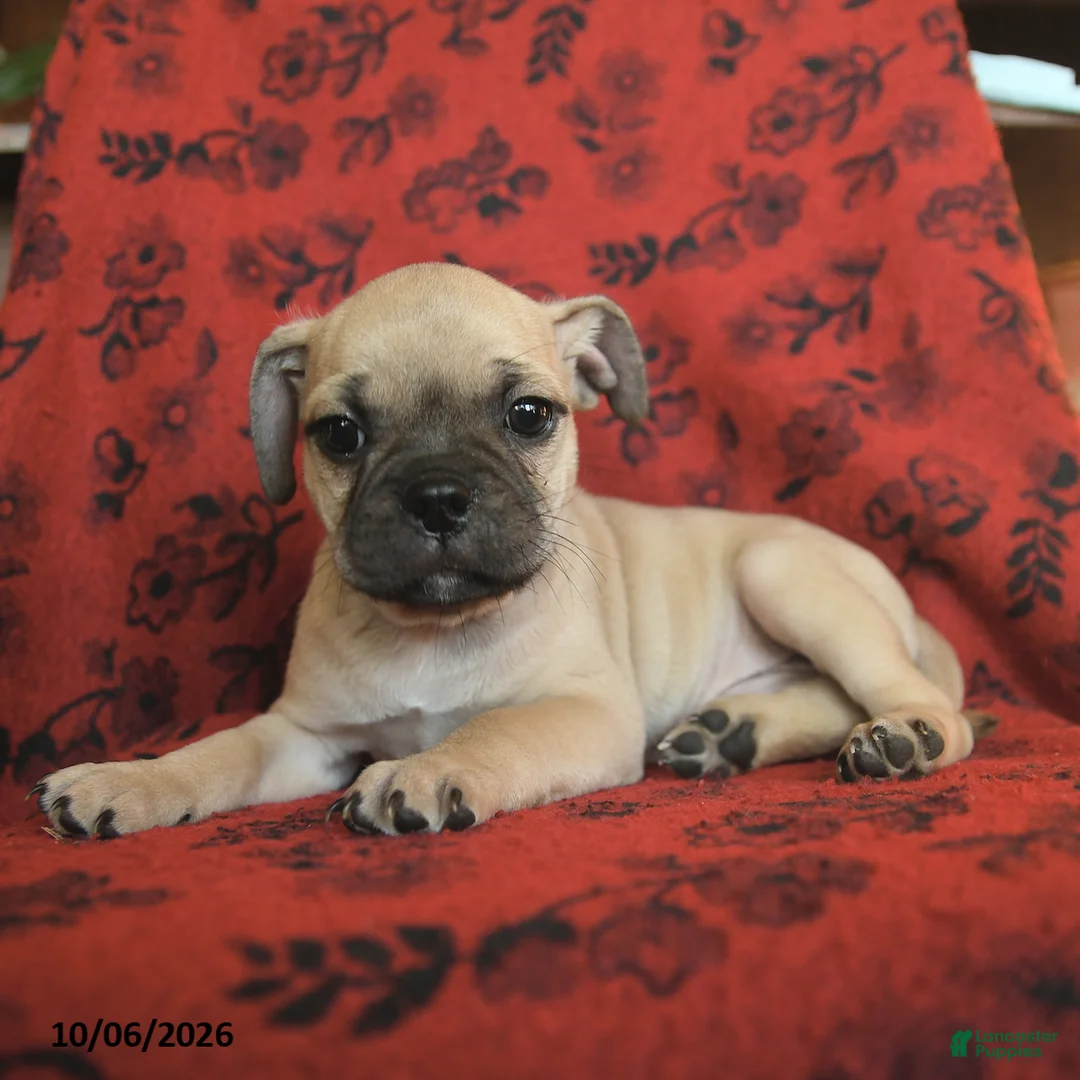 Mixed Breed dogs for sale: Pluto - Ad 3