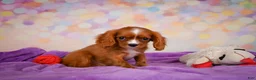 Cavalier King Charles Spaniel dogs for sale: Cody - Ad 5