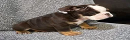English Bulldog dogs for sale: Motley - Ad 7