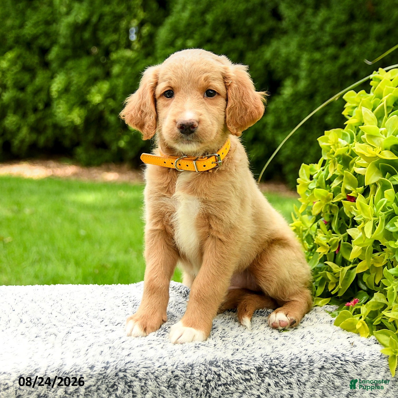 Mini Goldendoodle dogs Holly - Ad 2
