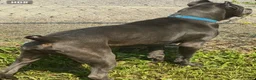 Cane Corso dogs for sale: Maximus - Ad 2