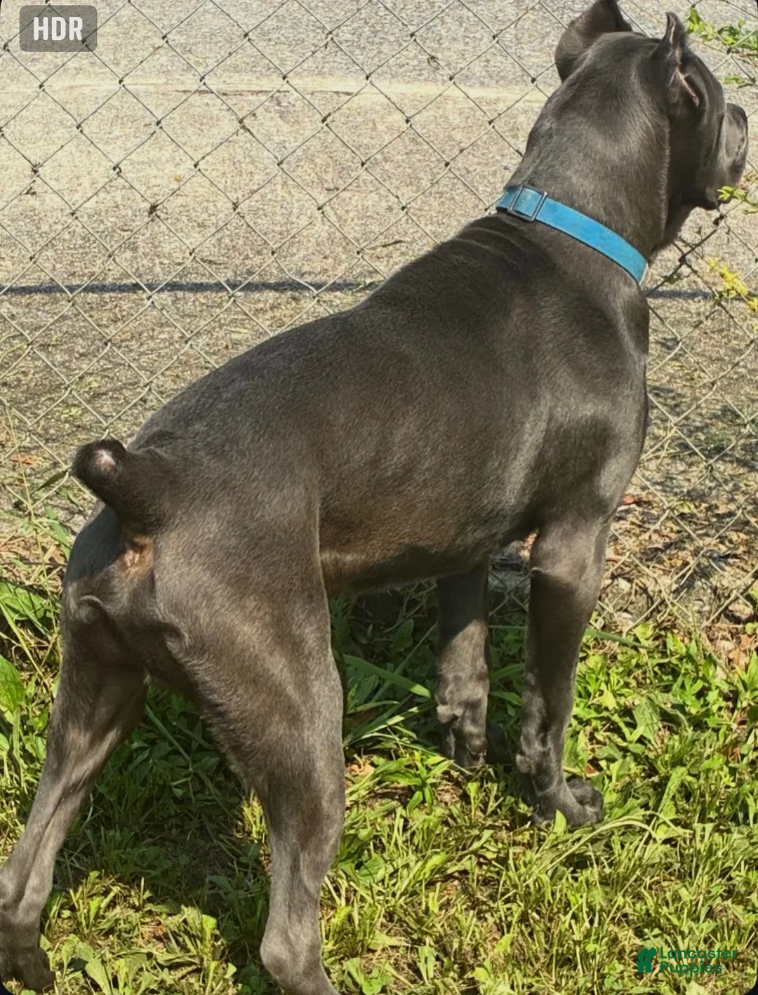 Cane Corso dogs for sale: Maximus - Ad 2