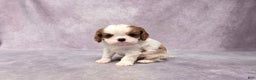 Cavalier King Charles Spaniel dogs for sale: Silas - Ad 2