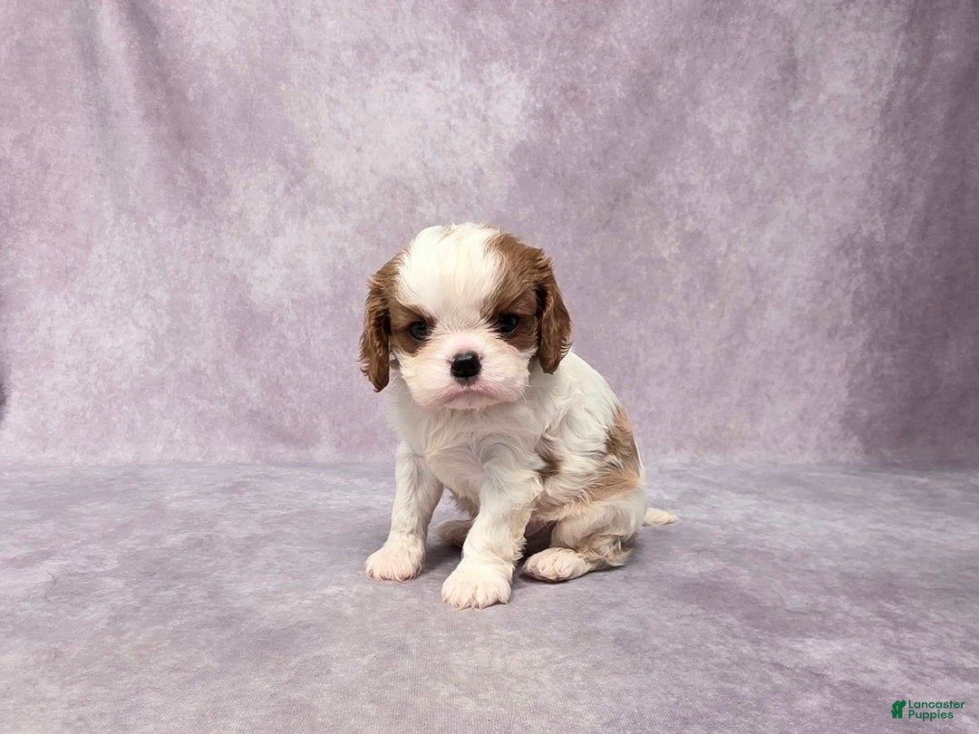 Cavalier King Charles Spaniel dogs for sale: Silas - Ad 2