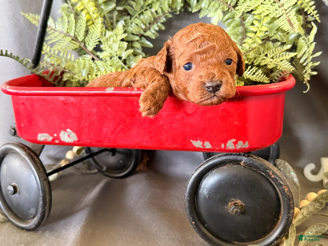 Toy Poodle dogs for sale: Rain - Ad 1