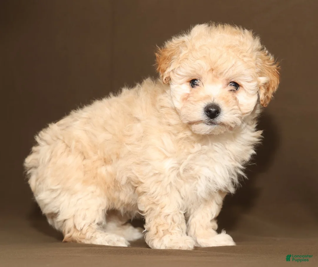 Bichpoo dogs for sale: Bailey - Ad 4