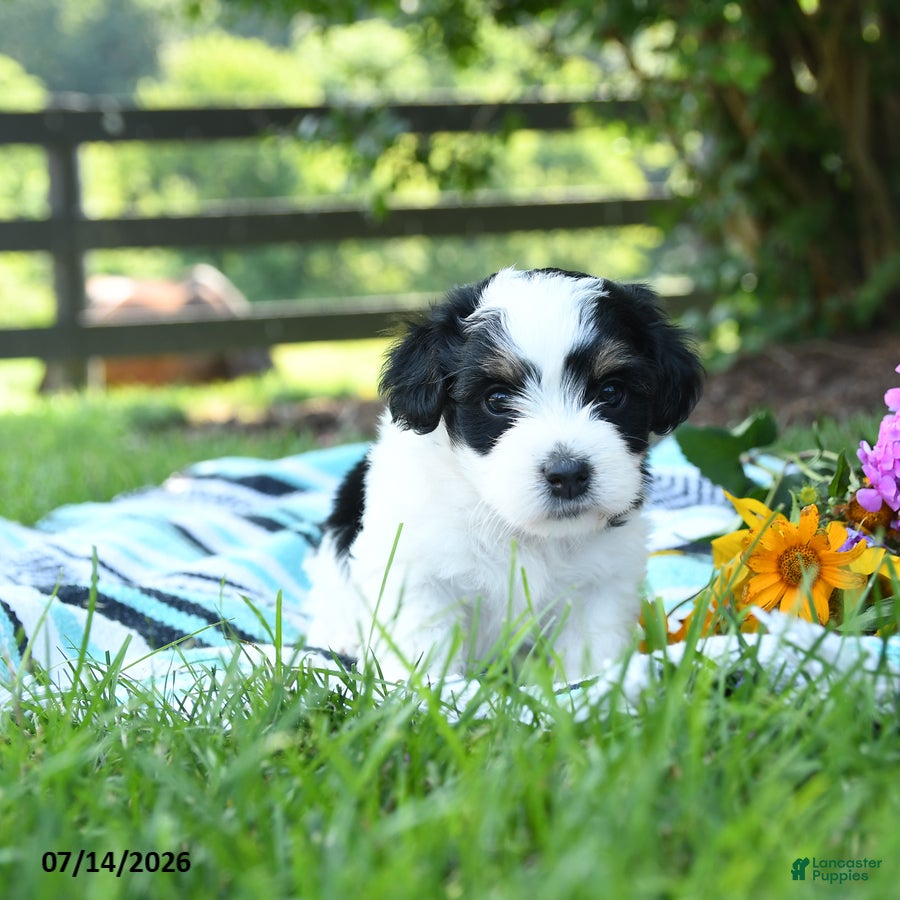 Mixed Breed dogs Milo - Ad 2