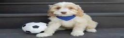 Cockapoo dogs for sale: Joey - Ad 7