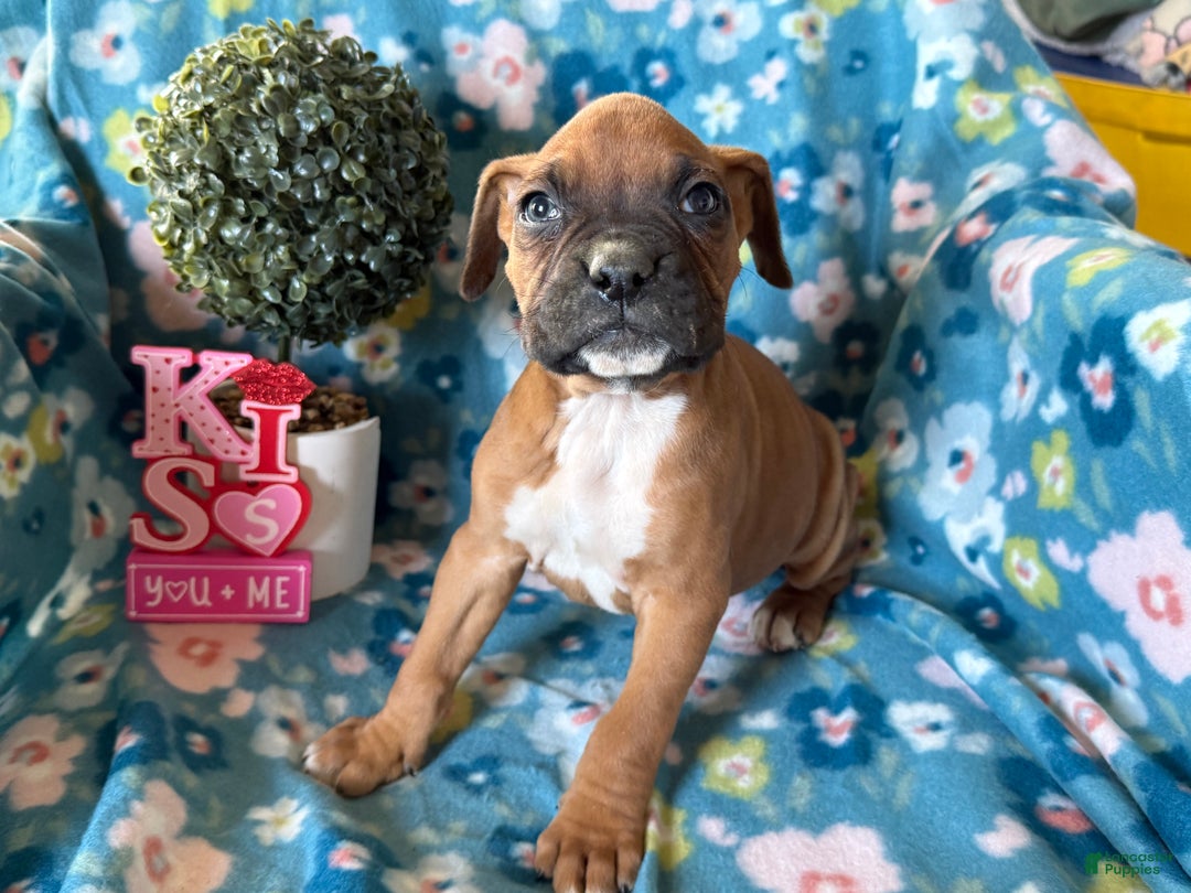 Boxer dogs for sale: Clover  - Ad 4