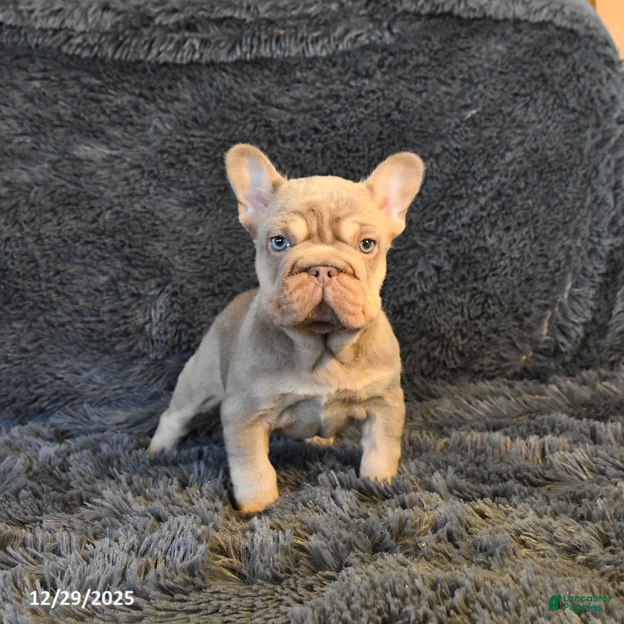 French Bulldog dogs Lorie - Ad 1