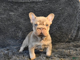 French Bulldog dogs Lorie - Ad 1