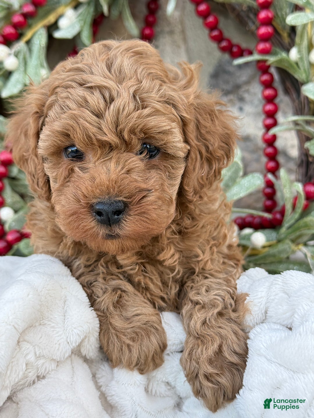 Toy Poodle dogs for sale: Trenton - Ad 11