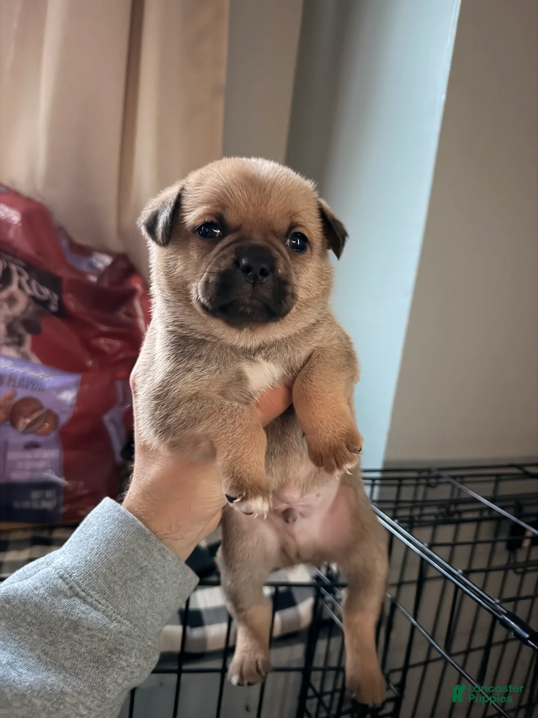 Mixed Breed dogs for sale: Chug 1 - Ad 2