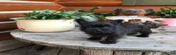 Cairn Terrier dogs for sale: Caleb - Ad 3