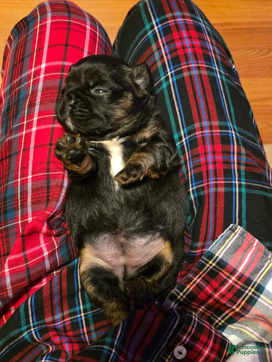 French Bulldog dogs for sale: Female 3 - Ad 3