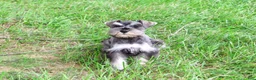Miniature Schnauzer dogs for sale: Winter - Ad 5