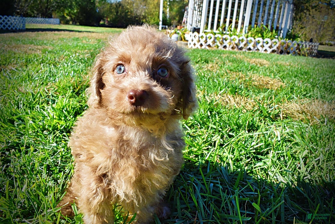 Havapoo dogs for sale: Indigo - Ad 6