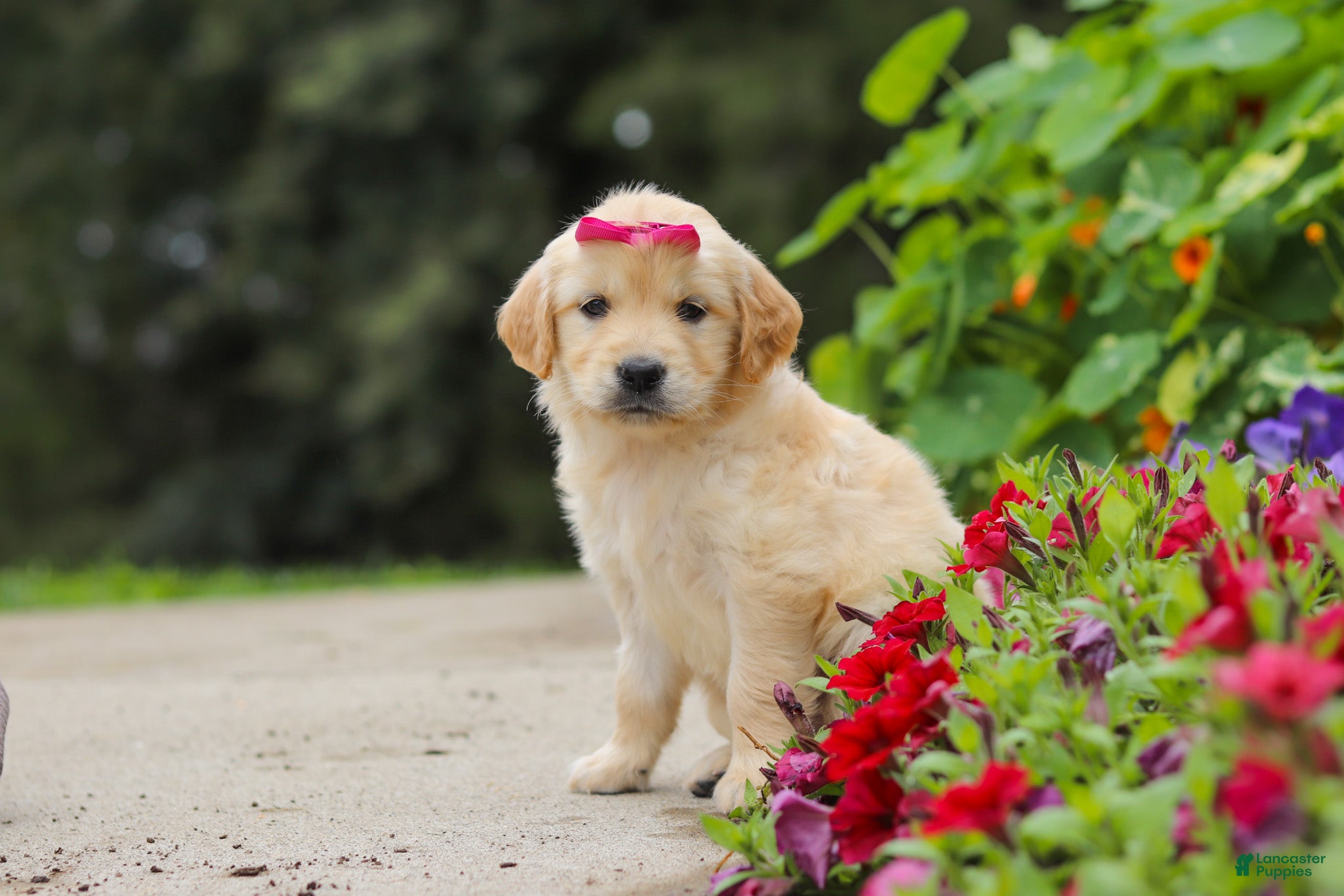 Golden Retriever dogs Bonnie - Ad 2