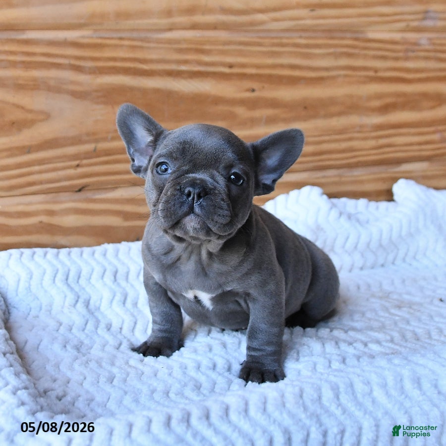 French Bulldog dogs for sale: Hope - Ad 3