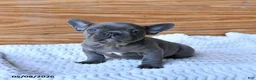 French Bulldog dogs for sale: Hope - Ad 1