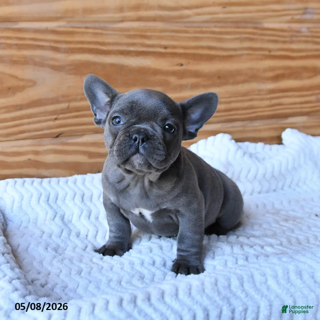 French Bulldog dogs for sale: Hope - Ad 1