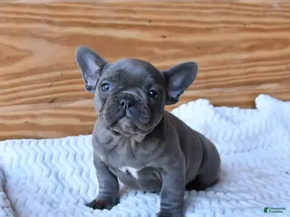 French Bulldog dogs for sale: Hope - Ad 3