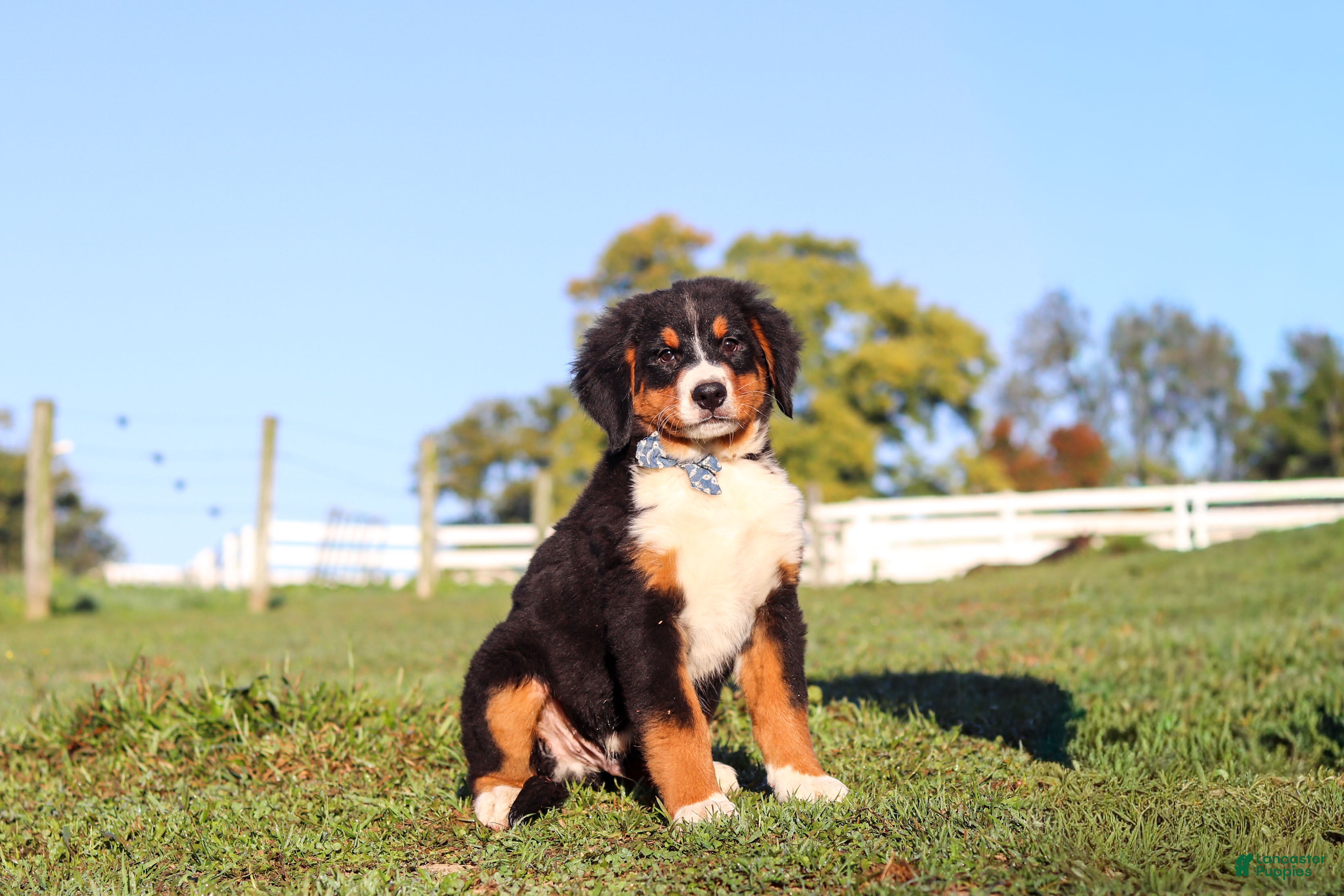 Leo (Bernese, Male) in Sugarcreek, OH
