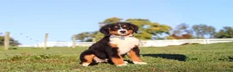 Bernese Mountain Dog dogs for sale: Leo - Ad 1