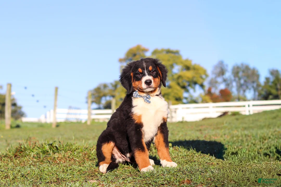 Bernese Mountain Dog dogs for sale: Leo - Ad 1