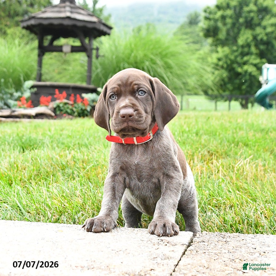 German Shorthaired Pointer dogs Hope - Ad 1