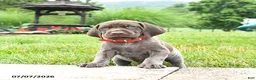 German Shorthaired Pointer dogs for sale: Hope - Ad 1