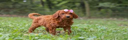 Goldendoodle dogs for sale: Lila - Ad 3
