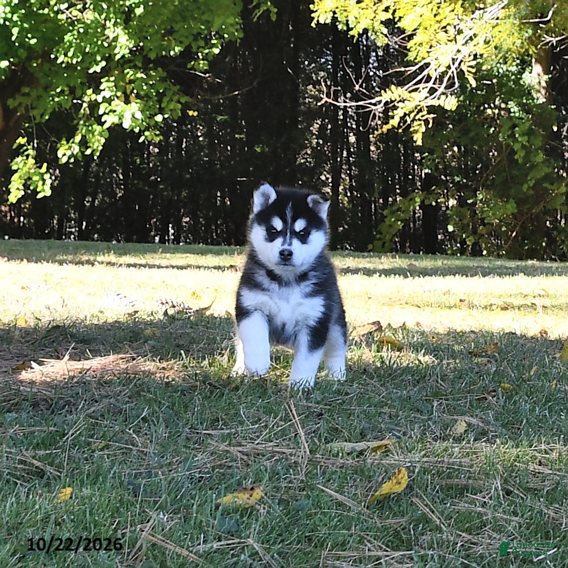 Pomsky dogs for sale: Laska  - Ad 2
