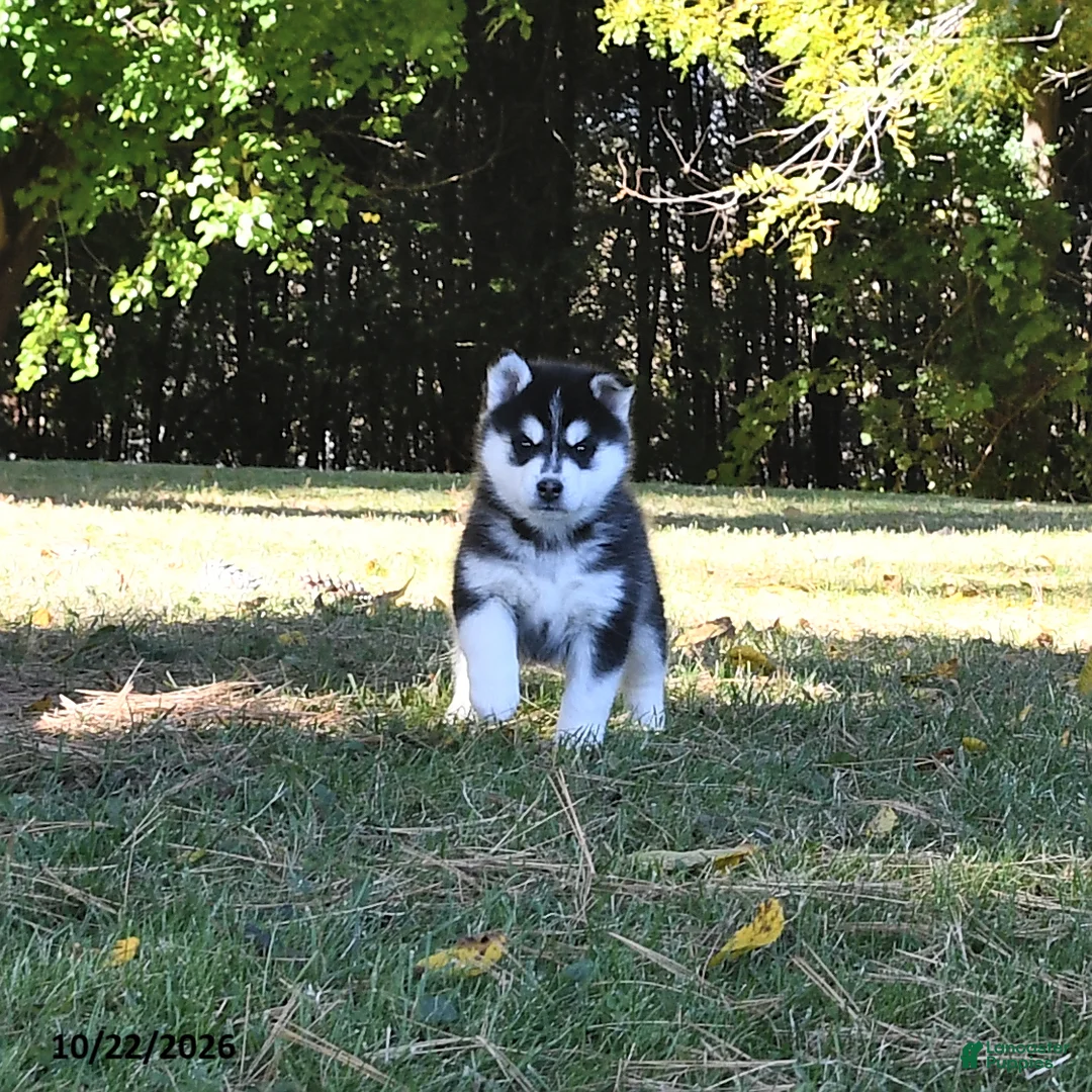Pomsky dogs for sale: Laska  - Ad 2