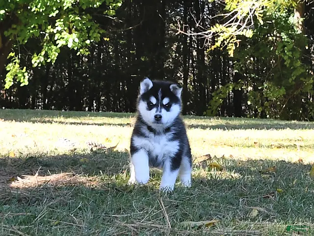 Pomsky dogs for sale: Laska - Ad 2