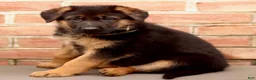German Shepherd dogs for sale: River - Ad 2