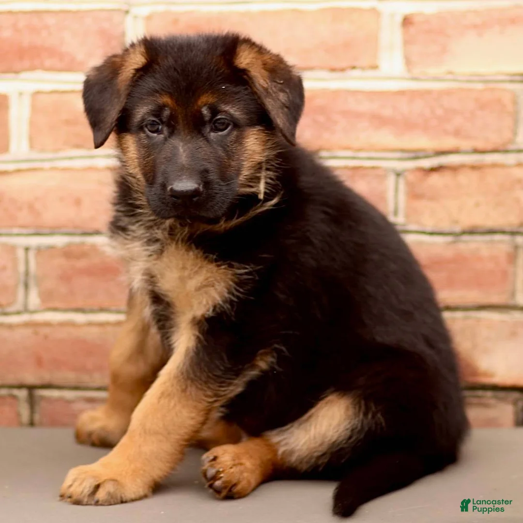 German Shepherd dogs for sale: River - Ad 2