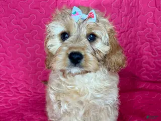 Cavapoo dogs Monica - Ad 2