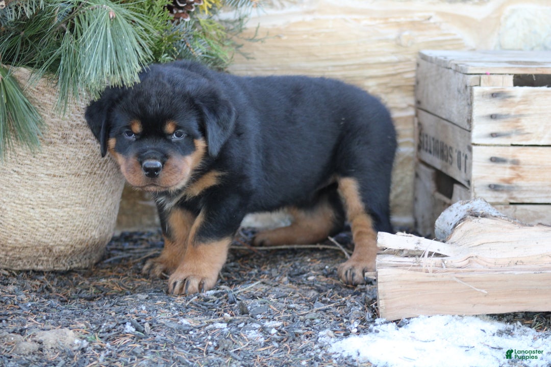 Rottweiler dogs for sale: Holly - Ad 3