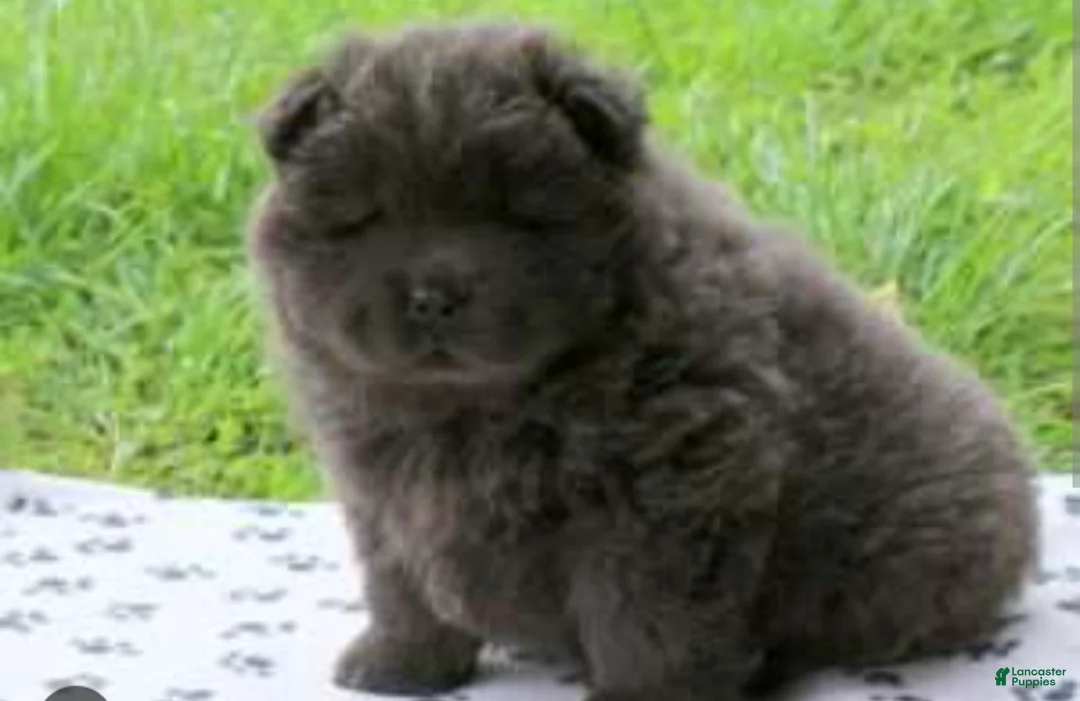 Chow Chow dogs for sale: Blue female  - Ad 1