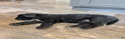 Newfoundland dogs for sale: Haven - Ad 3