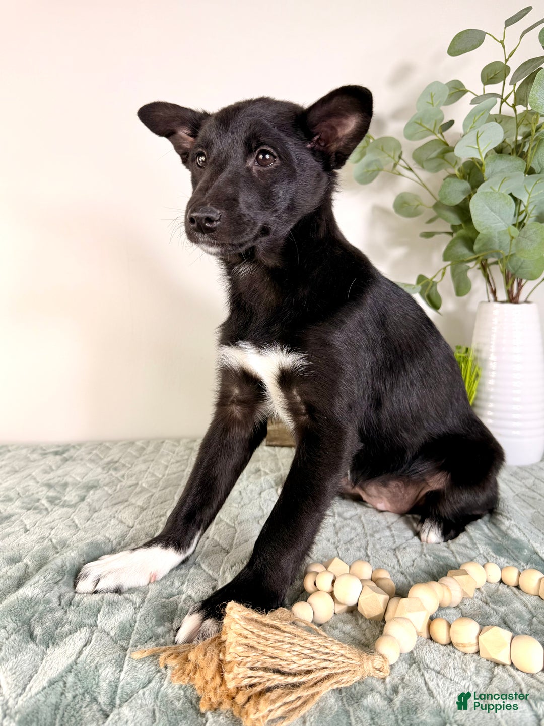 Mixed Breed dogs for sale: Gigi - Ad 5