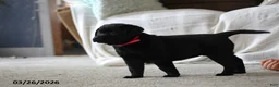 Labrador Retriever dogs for sale: Blessing - Ad 7