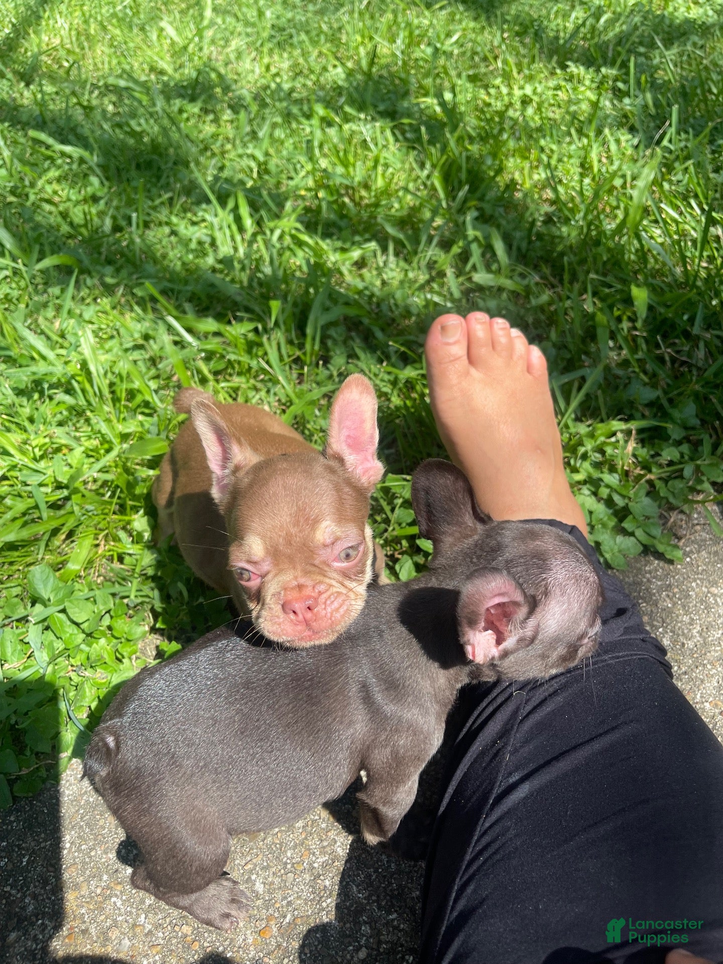 French Bulldog dogs for sale: French Bulldog 2 - Ad 2