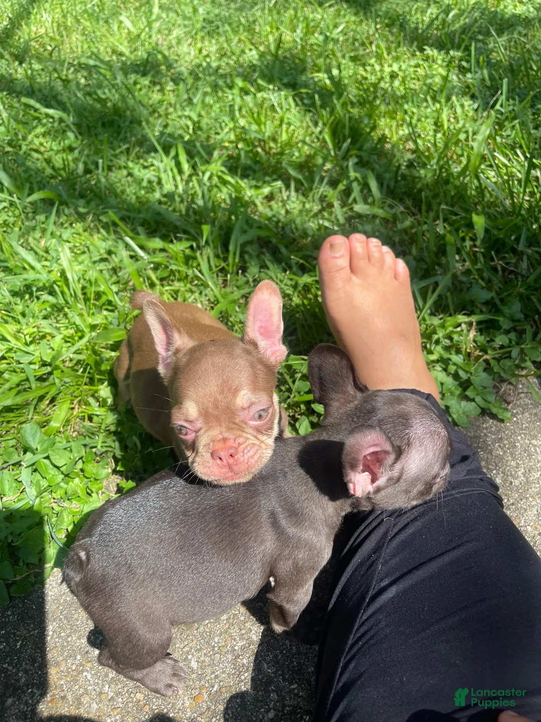 French Bulldog dogs for sale: French Bulldog 2 - Ad 1