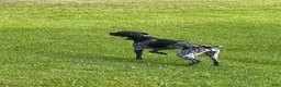German Shorthaired Pointer dogs for sale: Reagan  - Ad 7