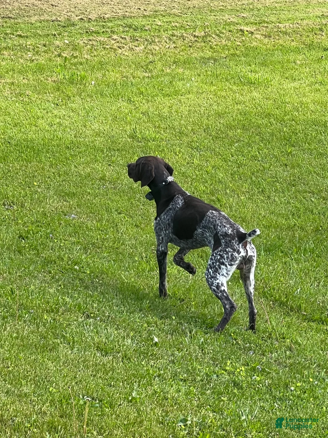 German Shorthaired Pointer dogs for sale: Reagan  - Ad 7