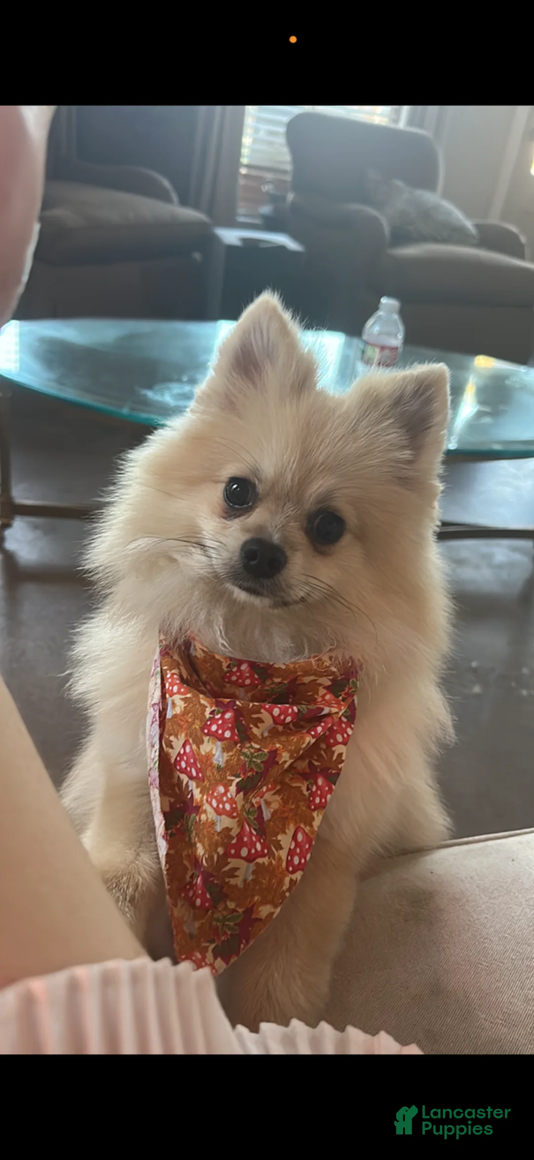 Pomeranian dogs for sale: Kodak - Ad 1
