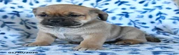 Puggle dogs for sale: Sprout - Ad 4