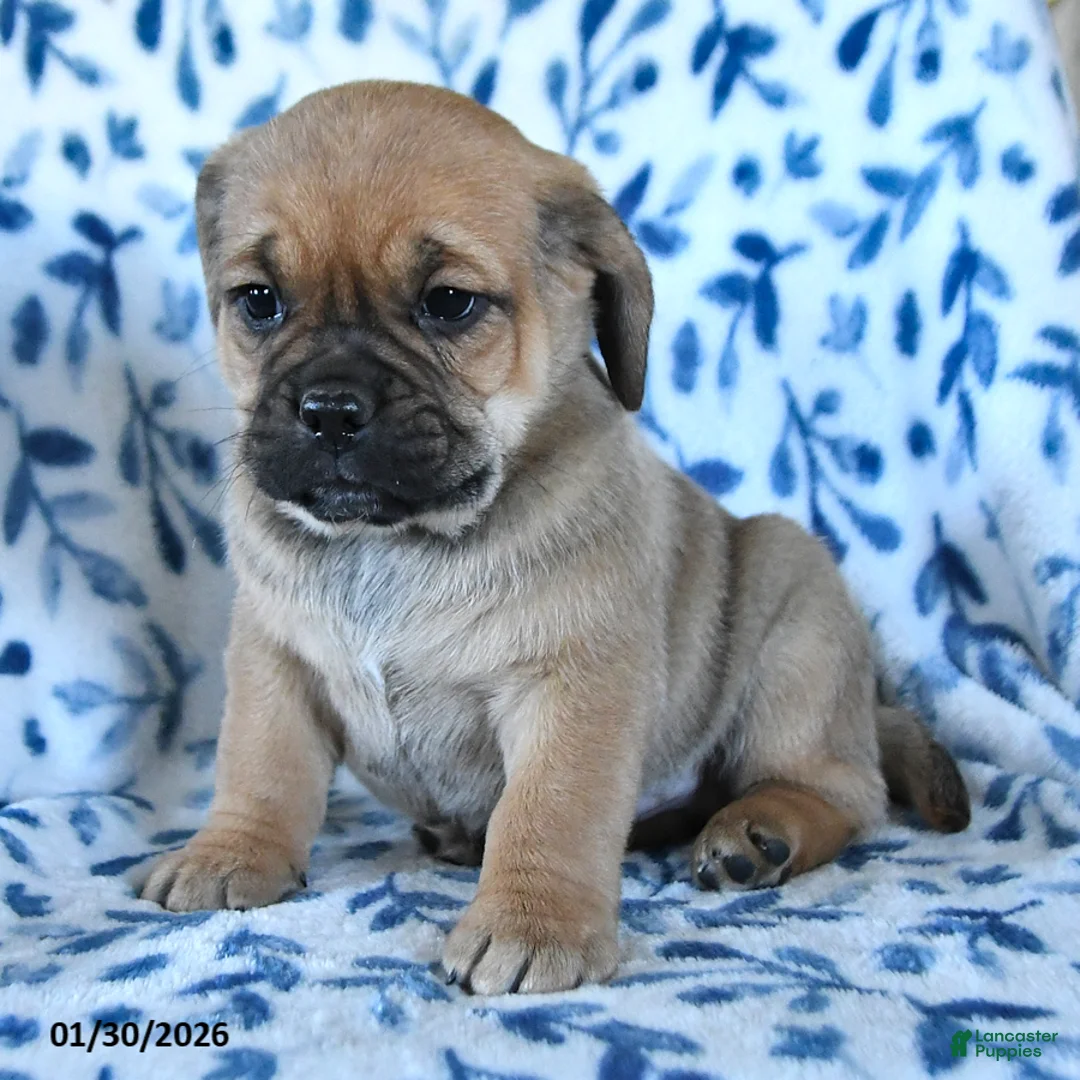 Puggle dogs for sale: Sprout - Ad 4